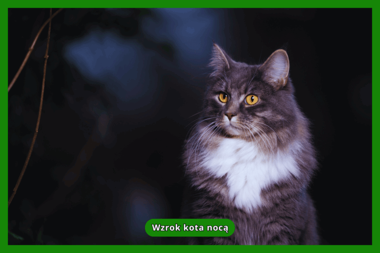 Wzrok kota nocą