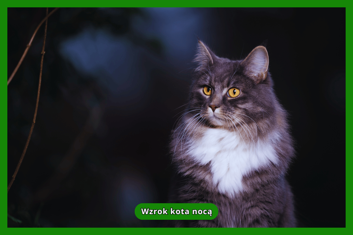 Wzrok kota nocą