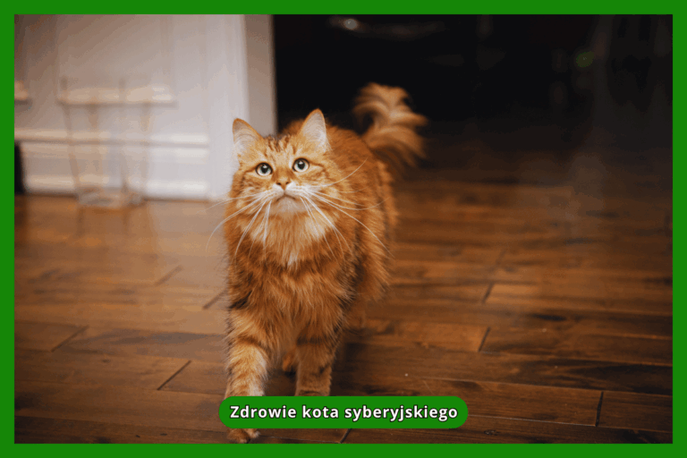 Zdrowie kota syberyjskiego