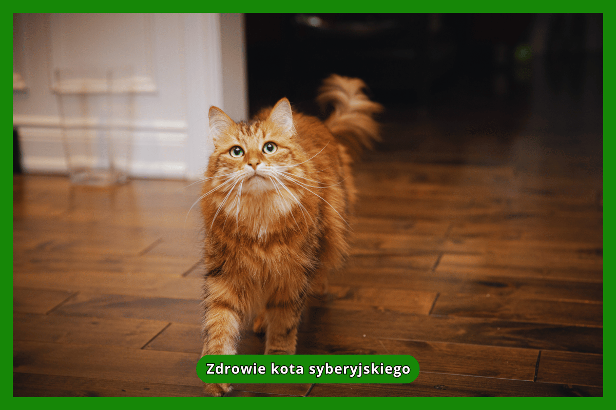 Zdrowie kota syberyjskiego