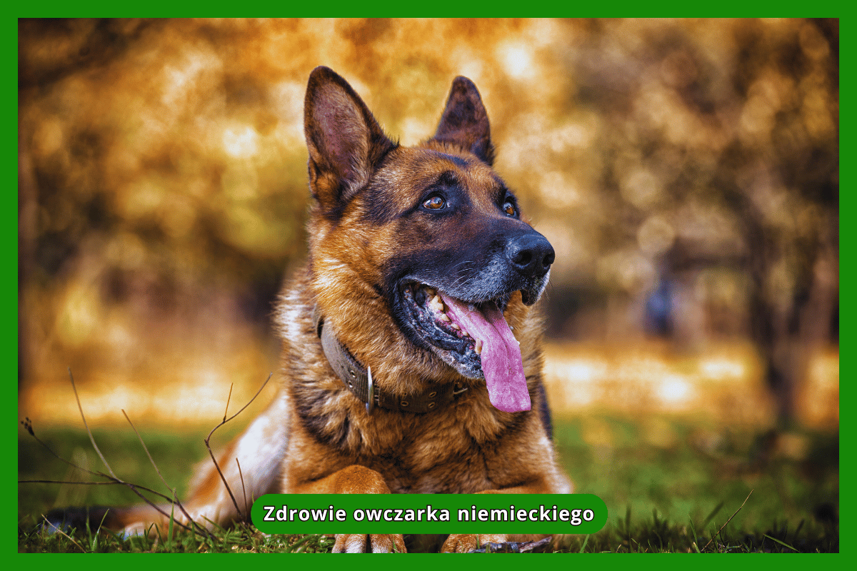 Zdrowie owczarka niemieckiego