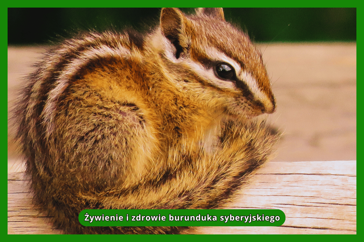 Żywienie i zdrowie burunduka syberyjskiego