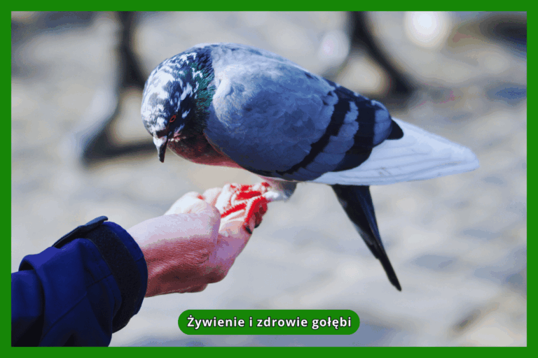Żywienie i zdrowie gołębi