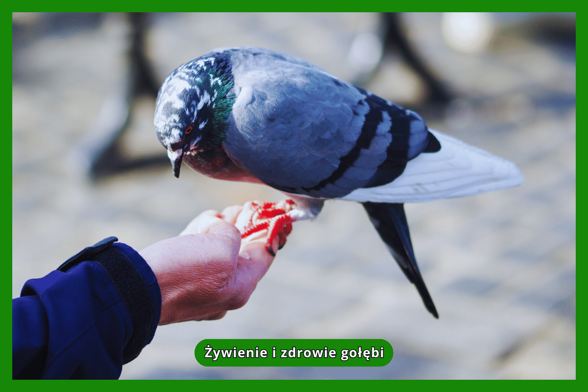 Żywienie i zdrowie gołębi