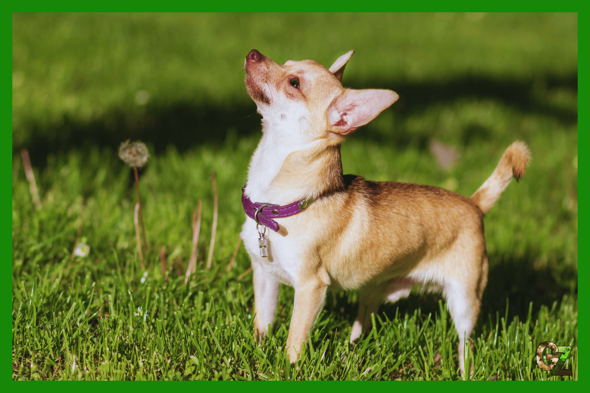 Chihuahua