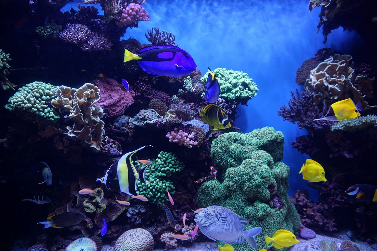 Niebieskie i żółte ryby na tle rafy koralowej.