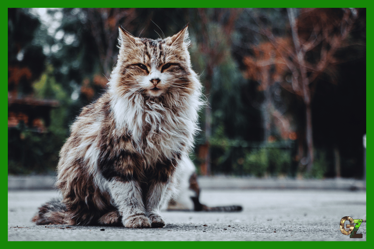 Maine Coon