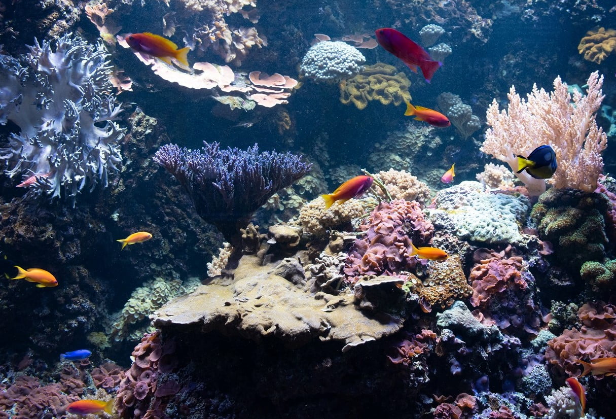 Żółte ryby na tle rafy koralowej.
