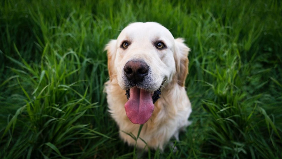 Pies z wystawionym językiem na tle trawy.
