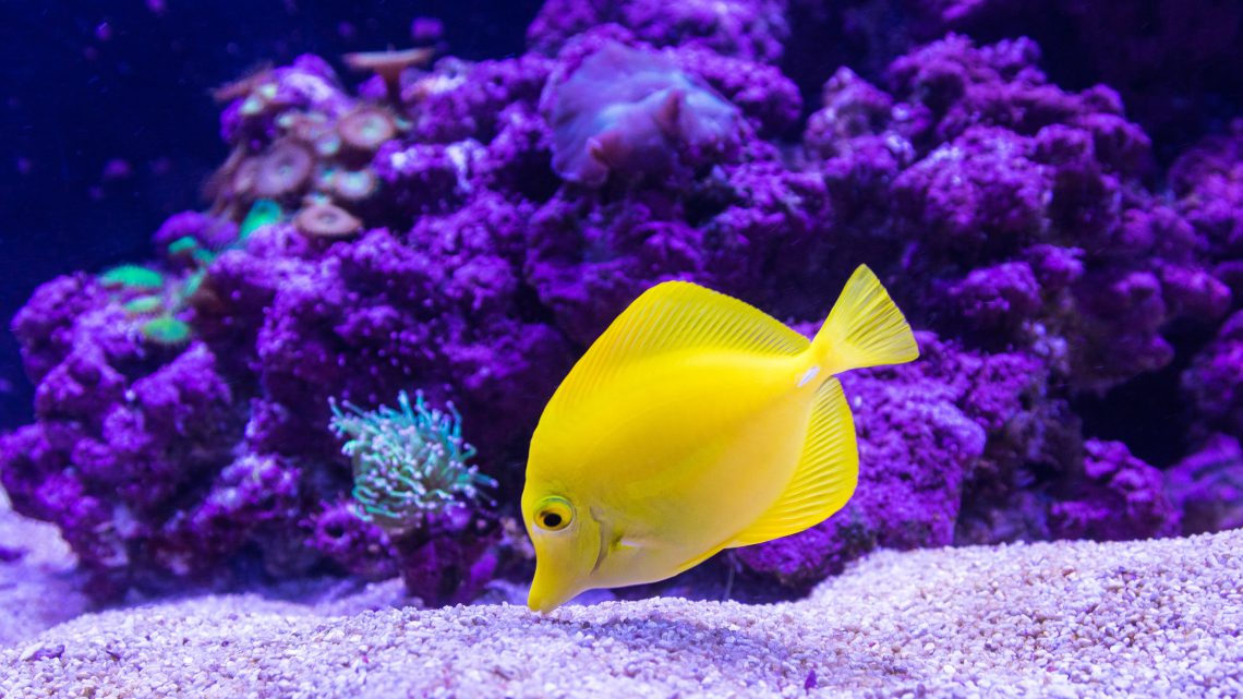 Żółta ryba w akwarium
