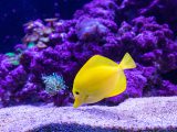 Żółta ryba w akwarium