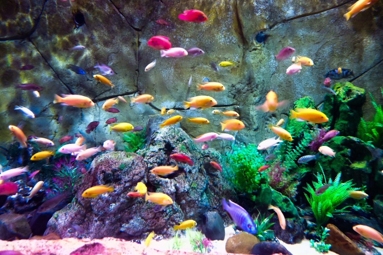 Wiele kolorowych rybek pływających w akwarium.