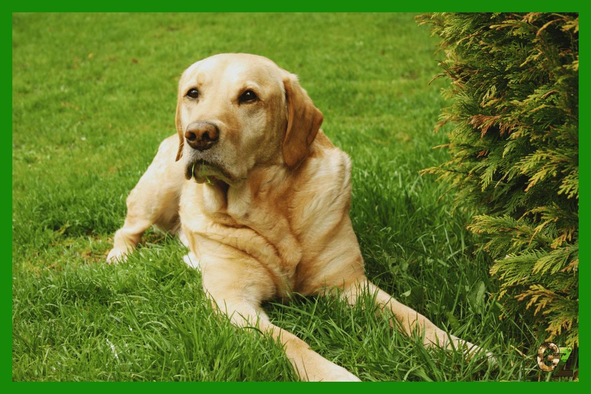 Zdrowie labradora retrievera