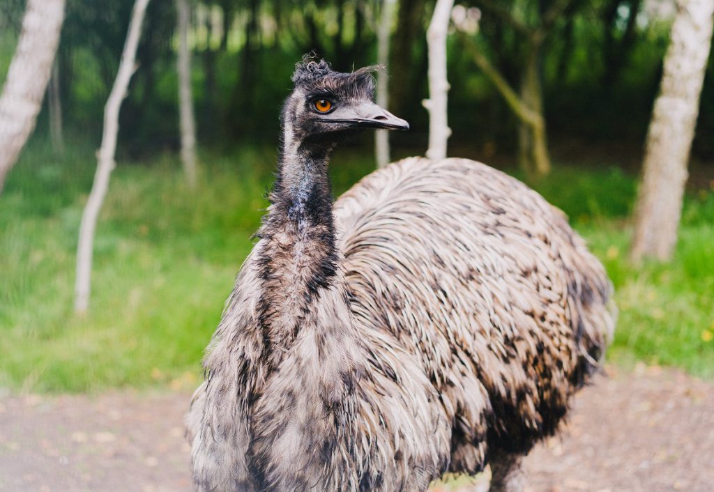 Emu stojący i się przyglądający okolicy. 
