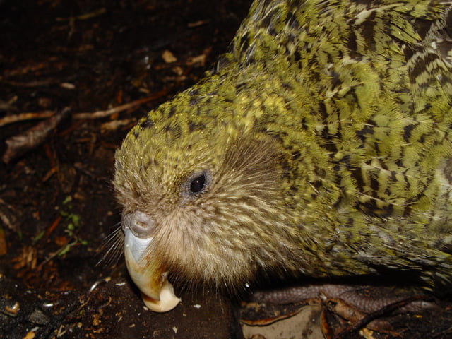 Kakapo w trakcie posiłku.