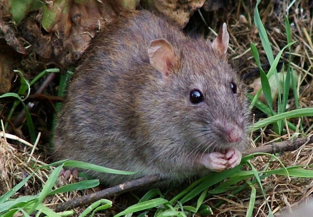 Szczur siedzący w trawie.