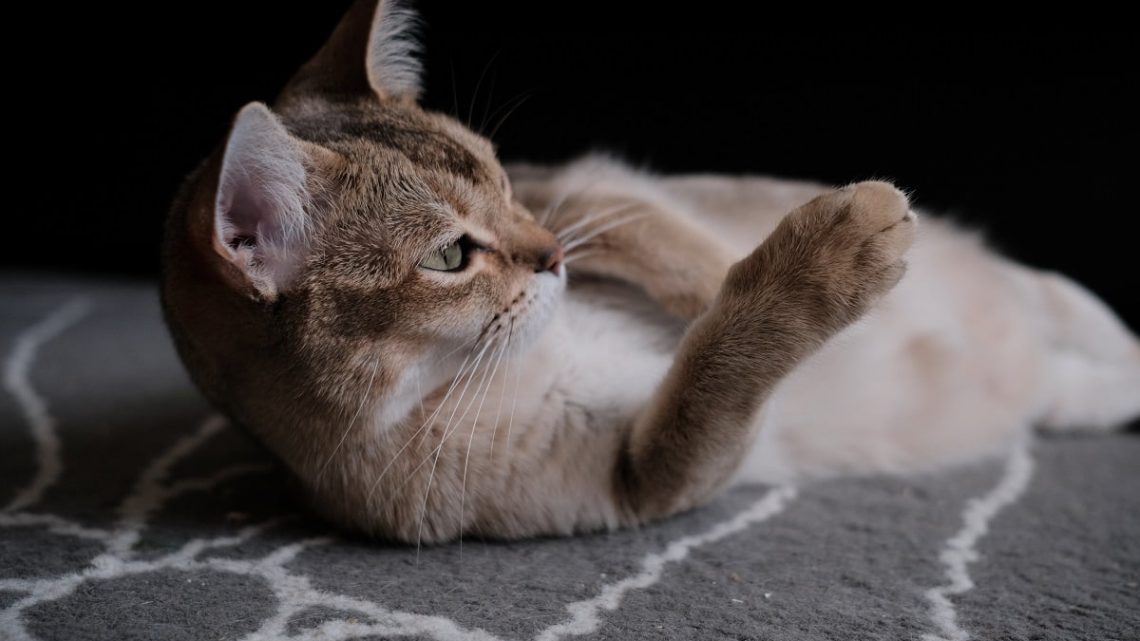 Leżący kot na dywanie z wysuniętą łapką.