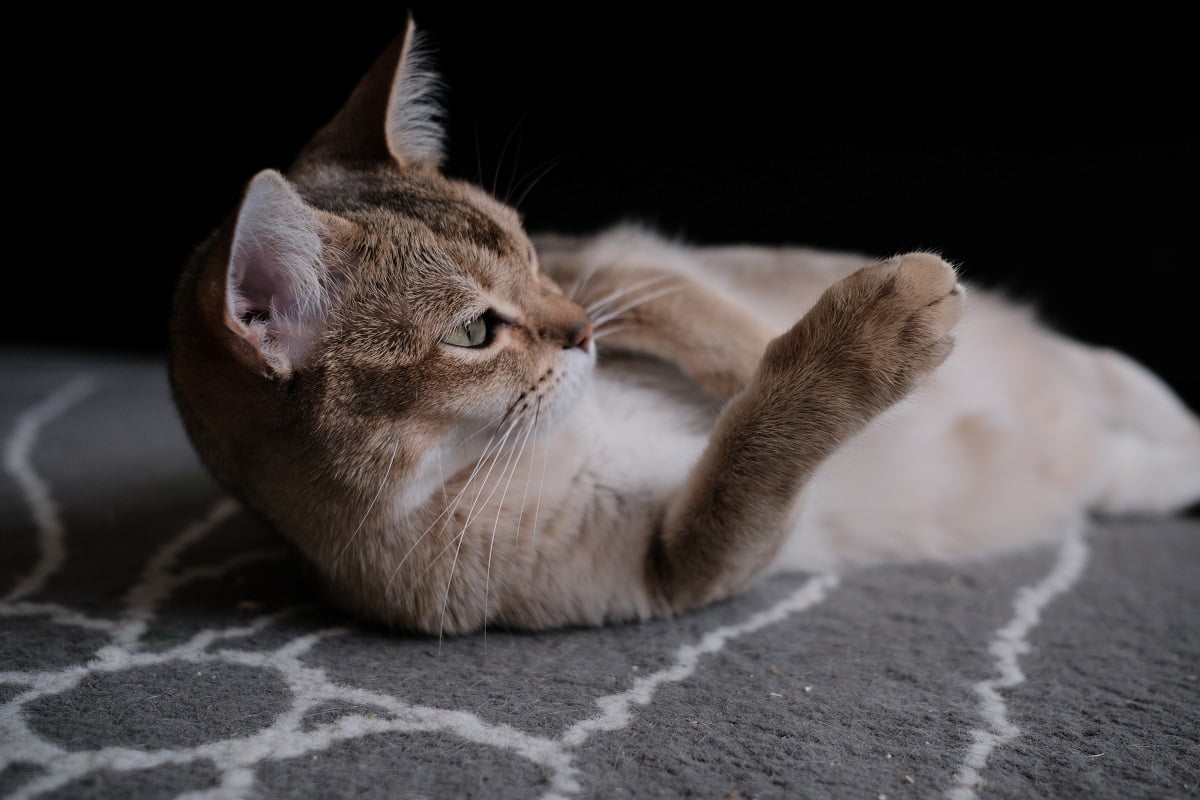 Leżący kot na dywanie z wysuniętą łapką.
