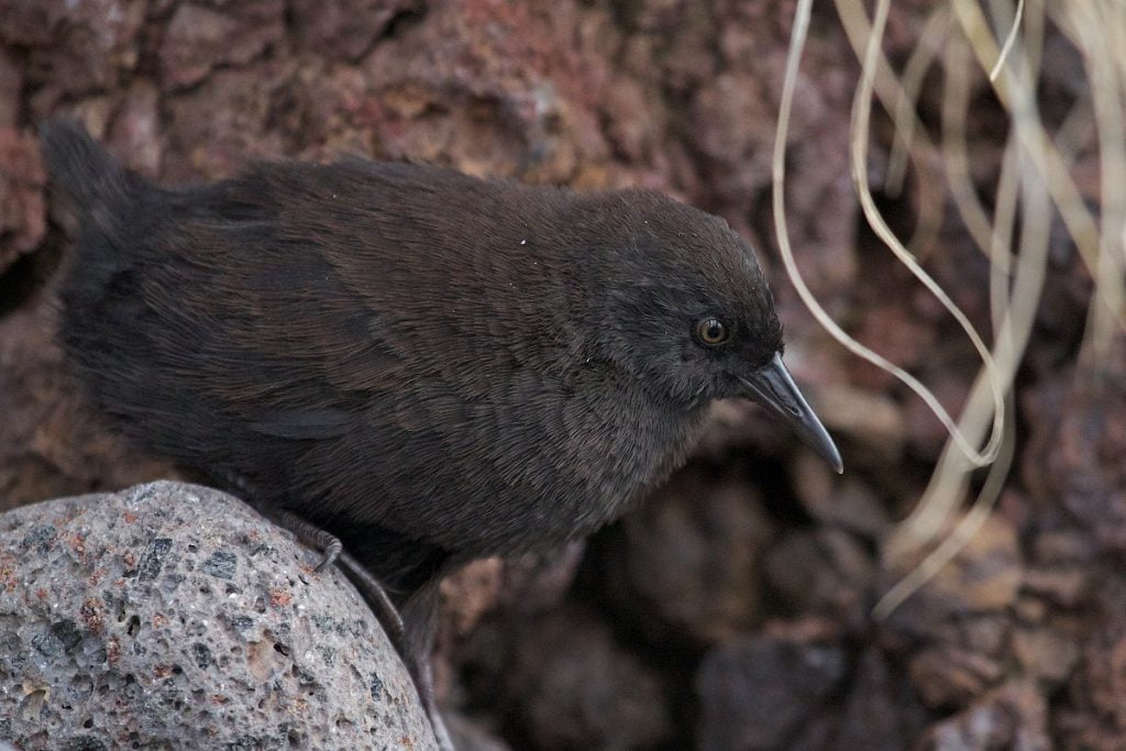 Czarny ptaszek niedużych rozmiarów siedzący na kamieniu.