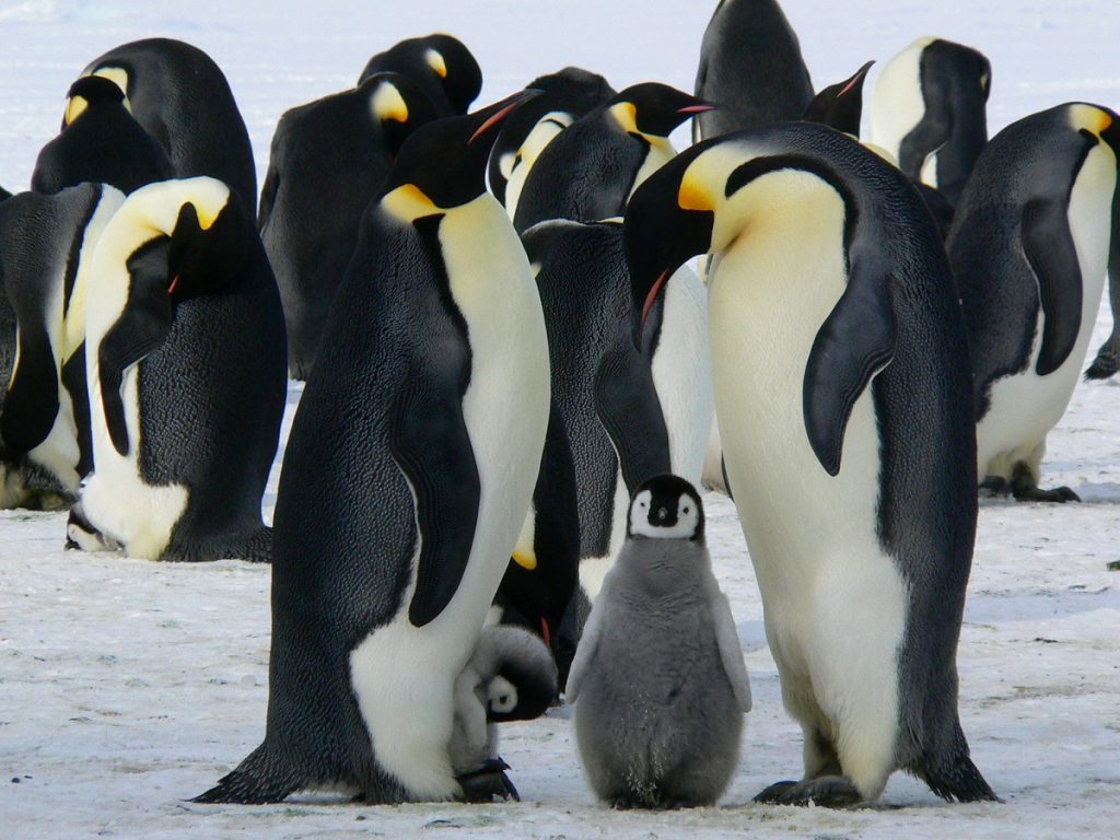 Rodzina pingwinów wraz z małym pingwinkiem, a w oddali reszta pingwinów stojąca na lodzie. 