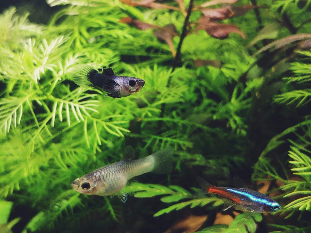 Małe rybki pływające w akwarium.