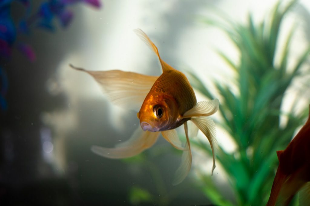 Złota rybka pływająca w akwarium.
