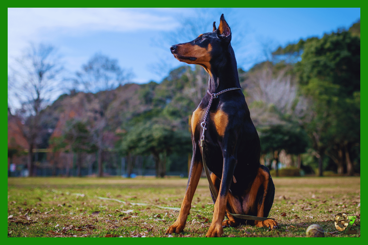 Zdrowie dobermana