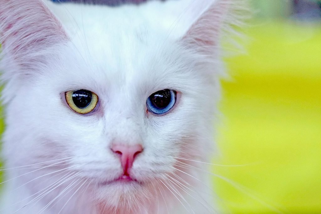 Kot turecki angora z jednym żółtym, a drugim niebieskim okiem.
