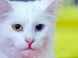 Kot turecki angora z jednym żółtym, a drugim niebieskim okiem.