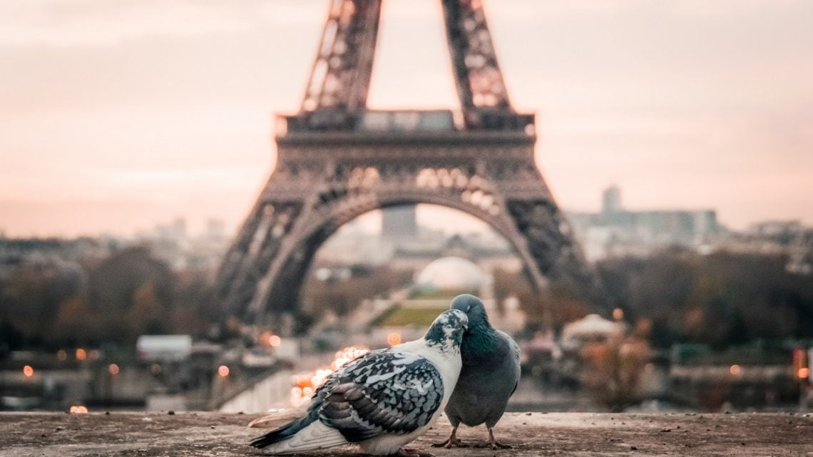 Miłość wśród gołębi we Francji