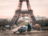 Miłość wśród gołębi we Francji