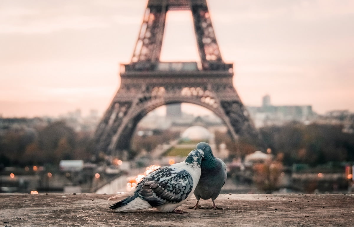 Miłość wśród gołębi we Francji