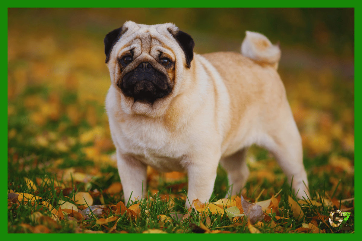Mops