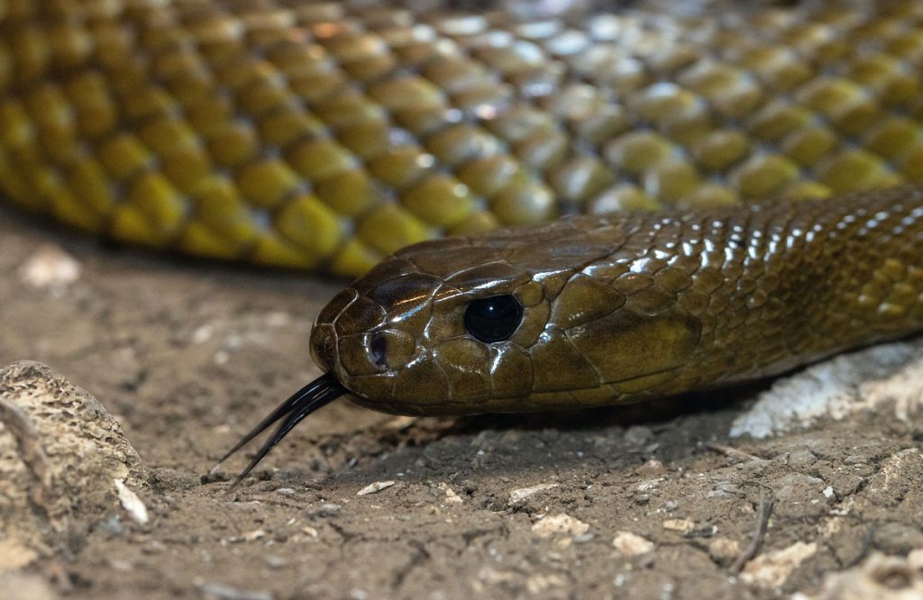 Najbardziej niebezpieczne zwierzęta świata: Wąż.