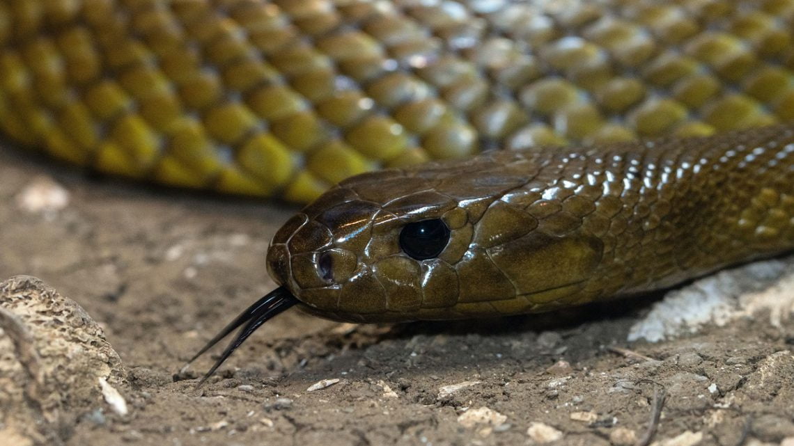 Najbardziej niebezpieczne zwierzęta świata: Wąż.