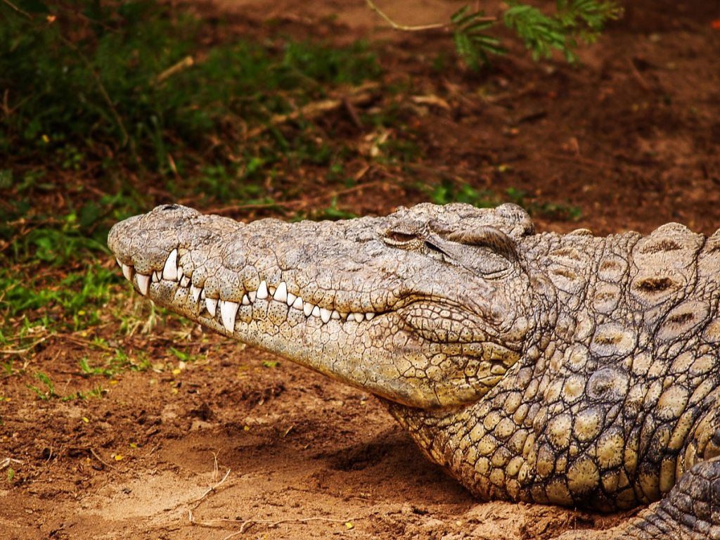 Najbardziej niebezpieczne zwierzęta świata: Krokodyl nilowy wychodzący na powierzchnię z wody.