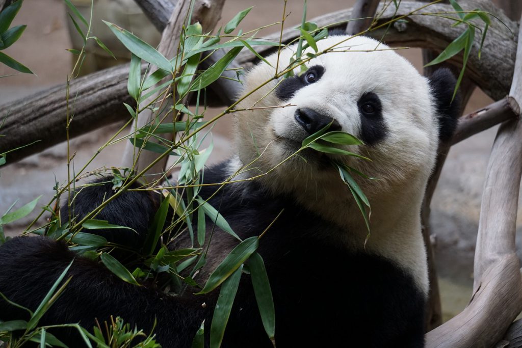 Opieka nad ssakami drapieżnymi: Panda zjadająca listki z gałązki.