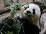Opieka nad ssakami drapieżnymi: Panda zjadająca listki z gałązki.