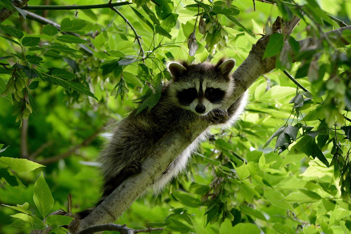 Podział ssaków drapieżnych: Szop siedzący na drzewie.