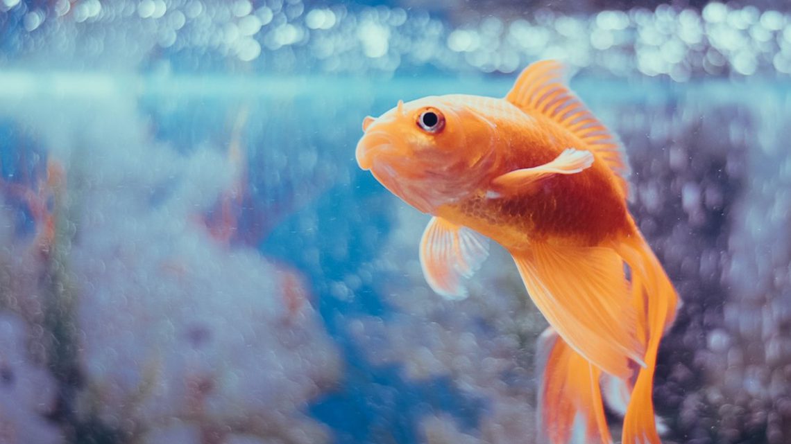Złota rybka pływająca w akwarium