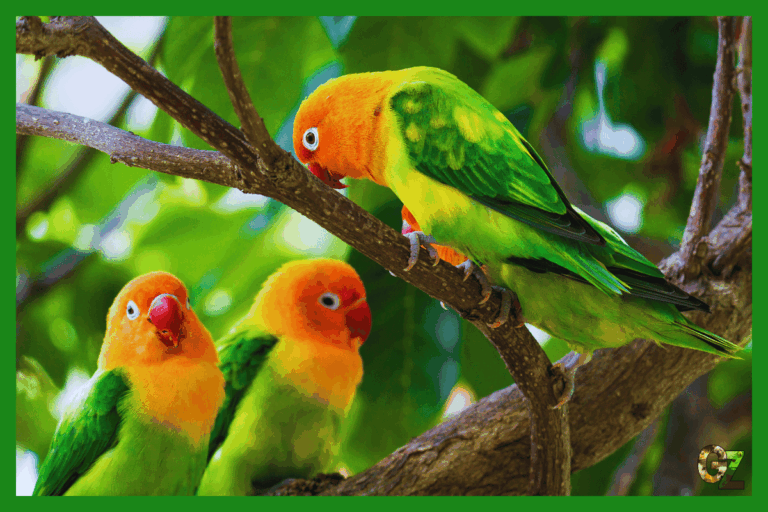 Żywienie i zdrowie nierozłączki rudogłowej