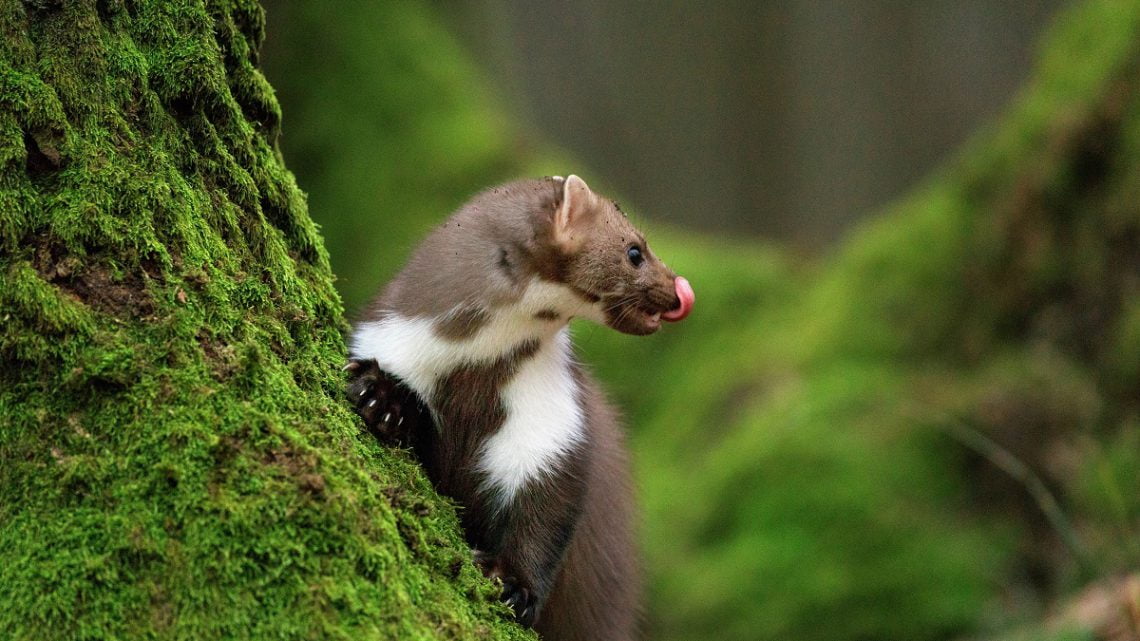 Żywienie i zdrowie ssaków drapieżnych: Kuna rozglądająca się na drzewie i oblizująca się.
