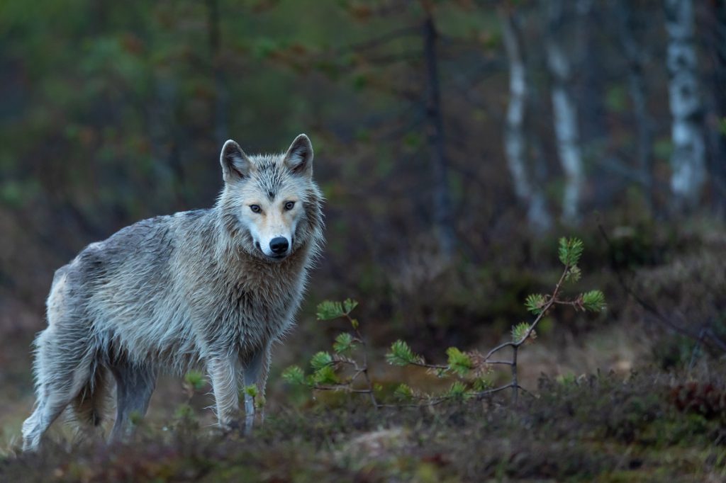 Żywienie i zdrowie ssaków drapieżnych: Wilk wychodzący z lasu.