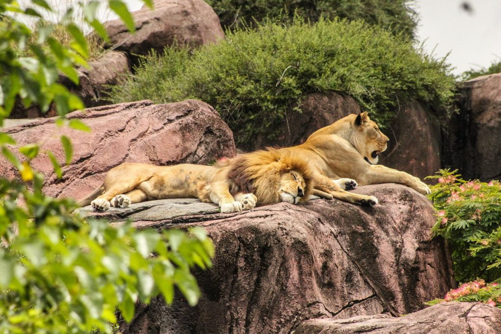 Żywienie i zdrowie ssaków drapieżnych: Dwa lwy odpoczywające w zoo.