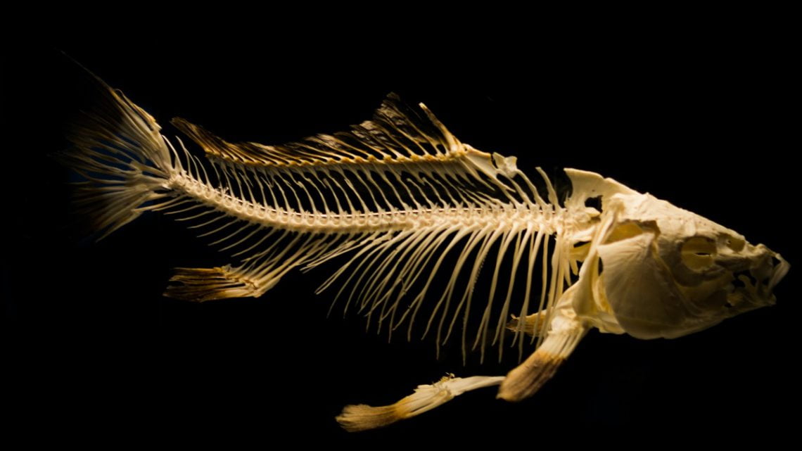 Budowa ryb - szkielet ryby