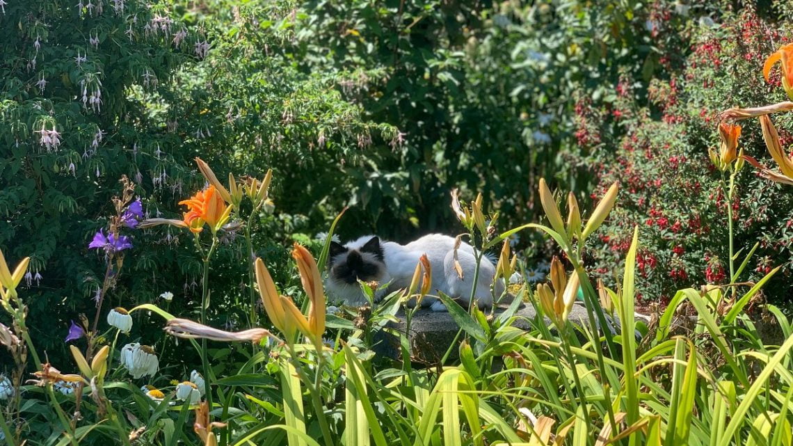 Kot birmański w trawie