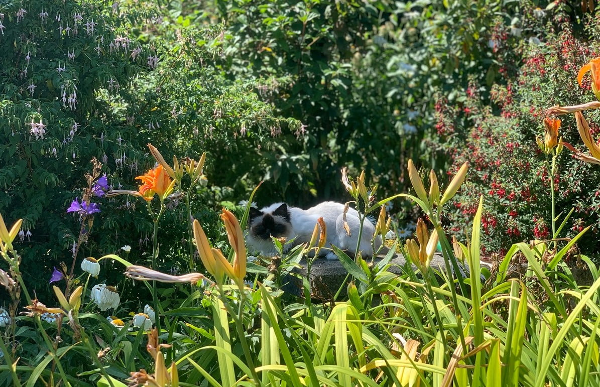 Kot birmański w trawie