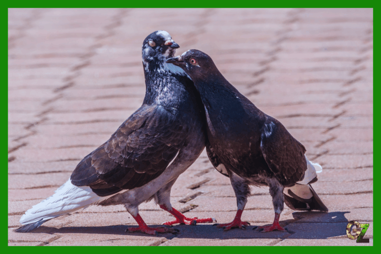 Miłość wśród gołębi