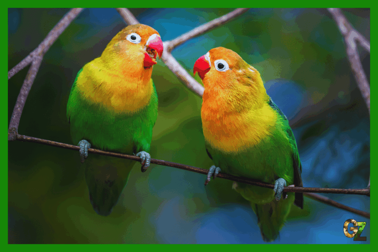 Opieka nad nierozłączkami rudogłowymi