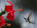 Ptaszek zbliżający się do kwiatka